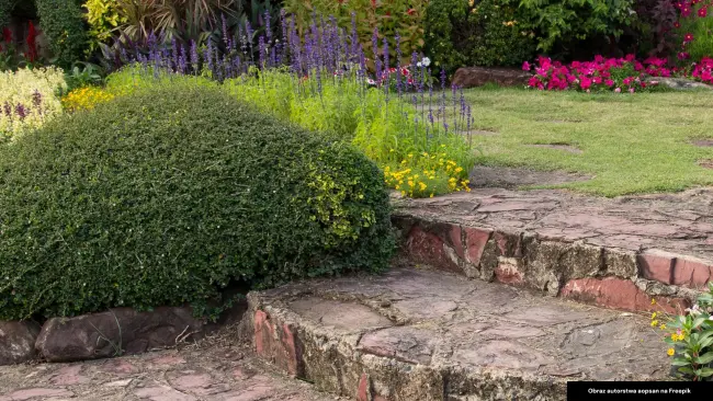 Twój wymarzony ogród: Jak stworzyć piękną i funkcjonalną przestrzeń na świeżym powietrzu